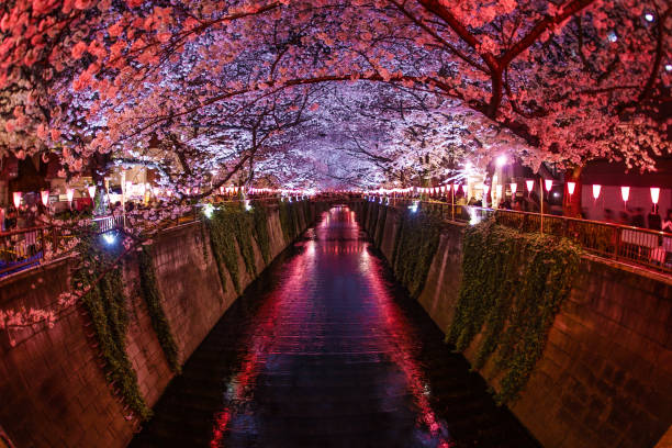 istock Cherry blossoms in full bloom of Meguro River 1200140393