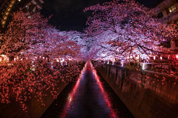 istock Cherry blossoms in full bloom of Meguro River 1200140614