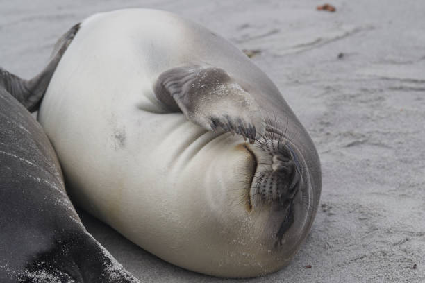istock Southern Elephant Seal pup 1200141052