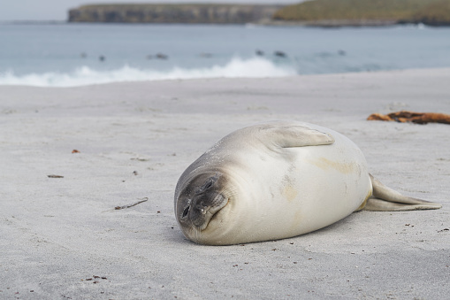 Recently weaned Southern Elephant Seal pup (Mirounga leonina) on the coast of Sea Lion Island in the Falkland Islands.