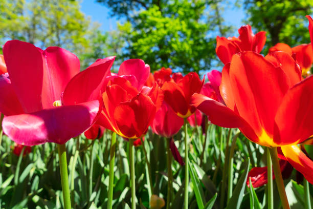 istock Tulips garden flowerbed 1200142328