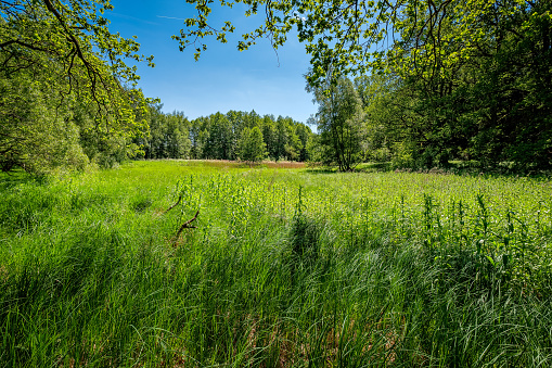 Wetland meadow at the 
