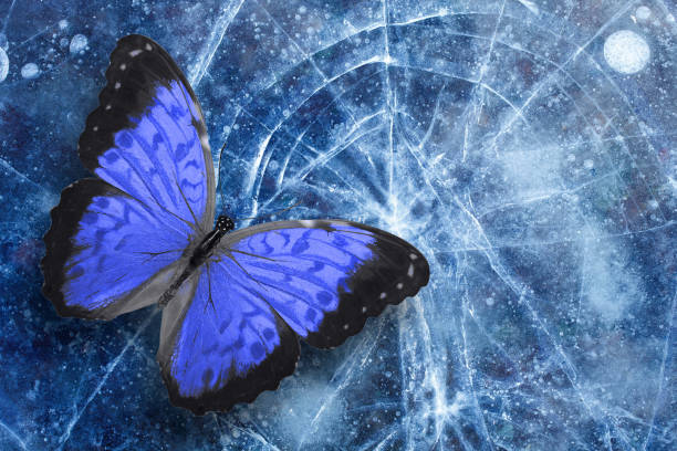 istock beautiful tropical butterfly sits on the ice with cracks. template for design. 1200143277