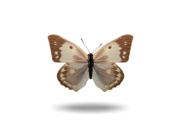 flying colored butterfly with a shadow from below. isolated on white background