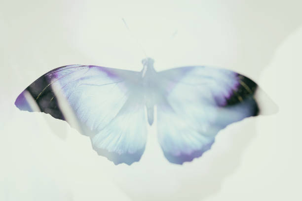 istock beautiful blue butterfly isolated on white background 1200143439
