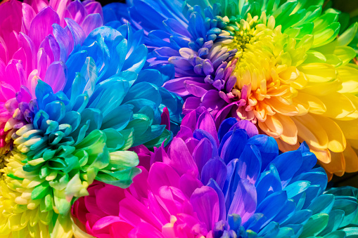natural rainbow colored daisy flowers petals background
