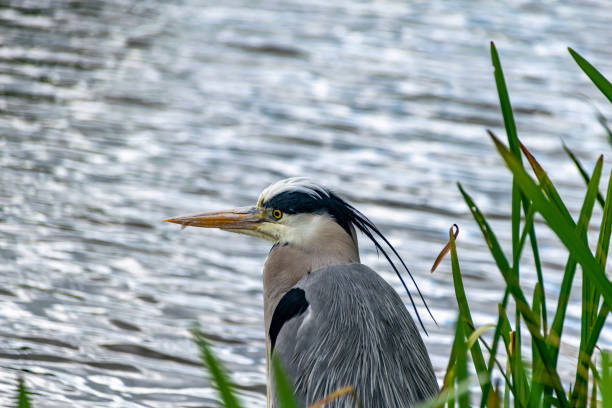 istock Grey heron (ardea cinerea) standing on a riverbank on a grey cloudy day in spring 1200146576