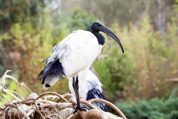 istock White ibis on the zoo. 1200146661