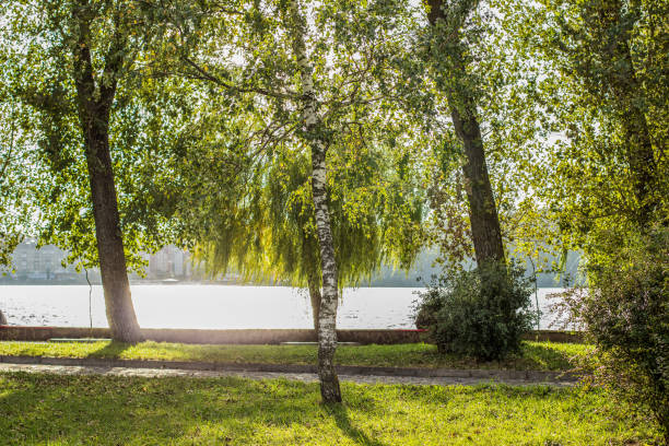 enfoque suave un solo árbol de abedul en prado en el paisaje de la naturaleza clima soleado brillante - single hit fotografías e imágenes de stock