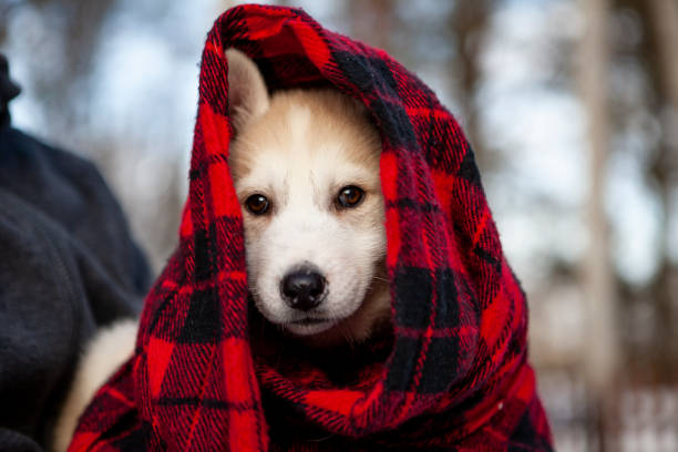 istock Cute Husky puppy 1200151448