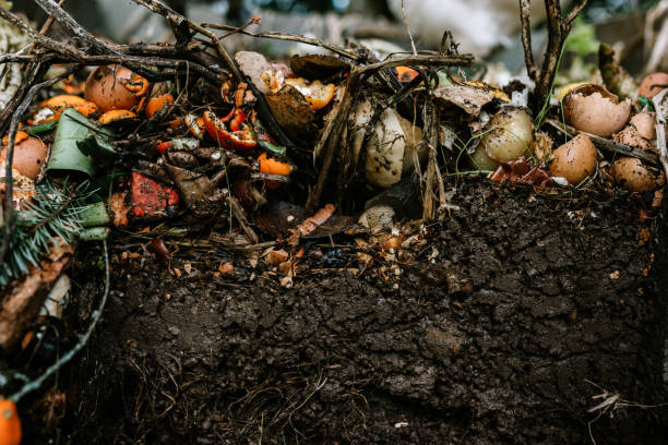 pile active de compost d'arrière-cour vivante avec des couches visibles - humus soil photos et images de collection