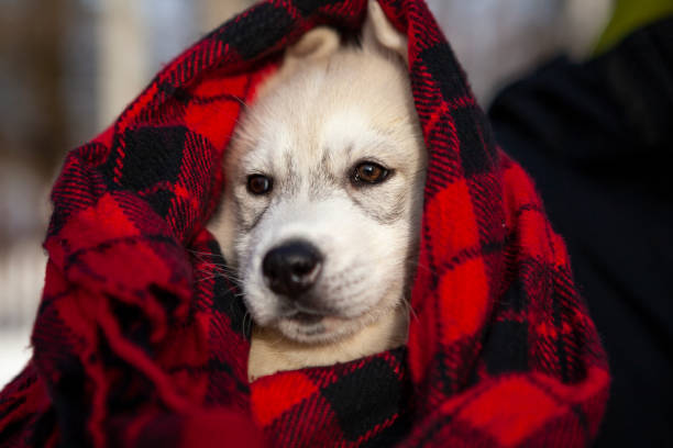 istock Cute Husky puppy 1200151651