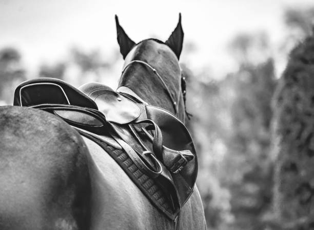istock Black horse leather saddle, black saddle blanket and stirrups with dark straps dressed on the horse, black abd white. 1200151735