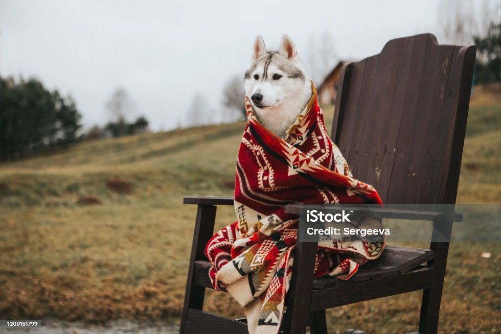 Husky dogs under the covers Two magnificent Siberian Husky dogs wrap themselves in the cover of the Native Americans Dog Stock Photo