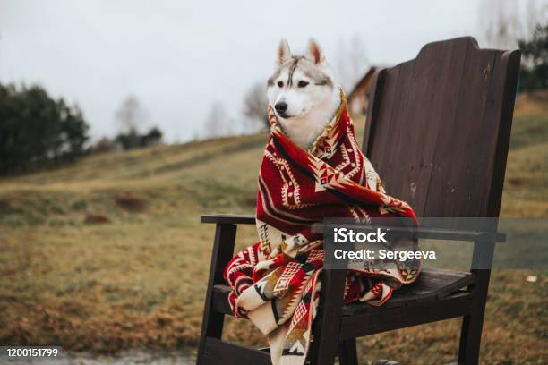 Husky Dogs Under The Covers Stock Photo - Download Image Now - Dog, Boho, Wool
