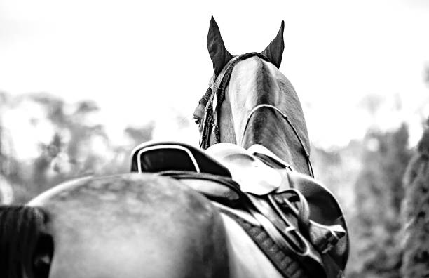 istock Black horse leather saddle, black saddle blanket and stirrups with dark straps dressed on the horse, black and white. 1200151801