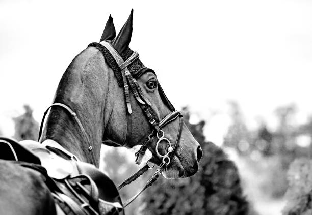 Beautiful sorrel horse with bridle looking back.