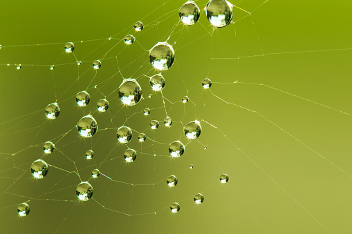 Spider Web with water droplet. Photo taken early morning during sunrise with copy space