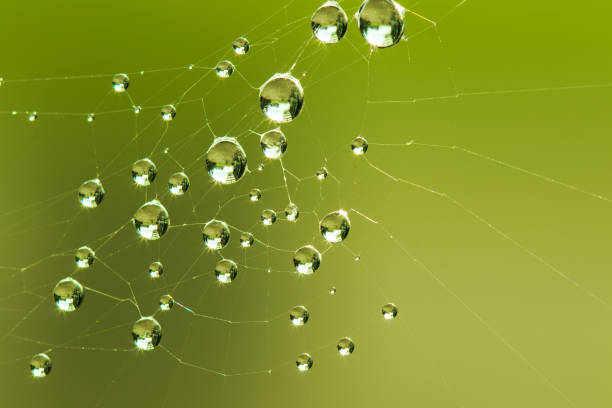 Spider Web with water droplet. Photo taken early morning during Spider Web with water droplet. Photo taken early morning during sunrise with copy space spinning web stock pictures, royalty-free photos & images