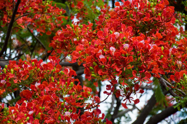 istock red flamboyant flowers pattern with tree branchs in the sun 1200157812