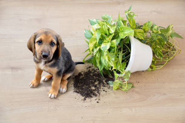 Mischievous toy dog Mischievous toy dog and overthrown house plant indoors potted plant from above stock pictures, royalty-free photos & images