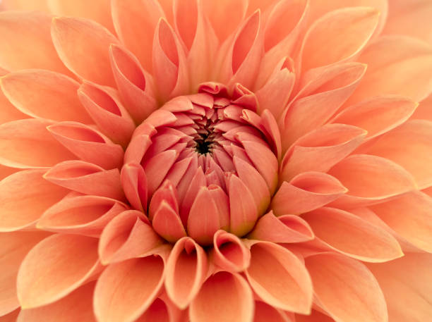 istock Orange Dahlia Flower Close Up 1200157928