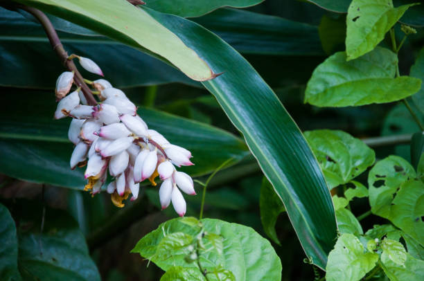 istock Green foliage with some white juicy flowers 1200158459
