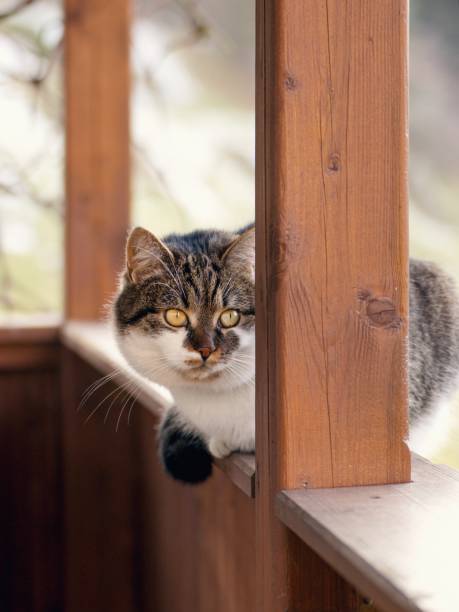 istock Adorable cat resting in the patio garden 1200159059