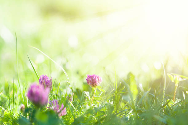 istock Art Spring Natural Green Background, Clover Flowers 1200159864