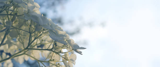 Beautiful romantic floral hydrangea banner stock photo