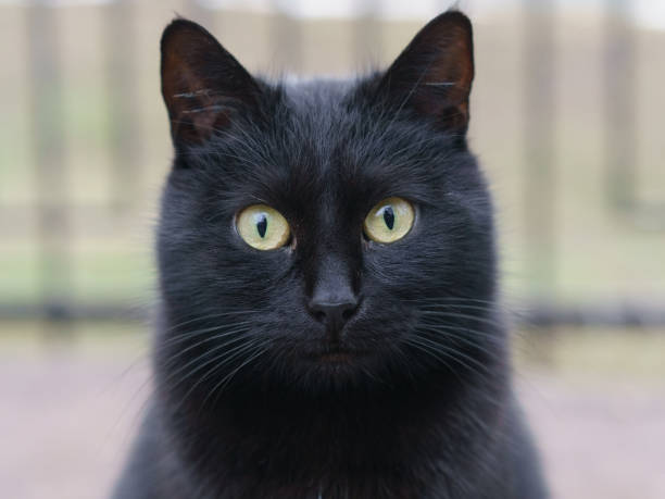 istock Stray cat on the city street 1200163389