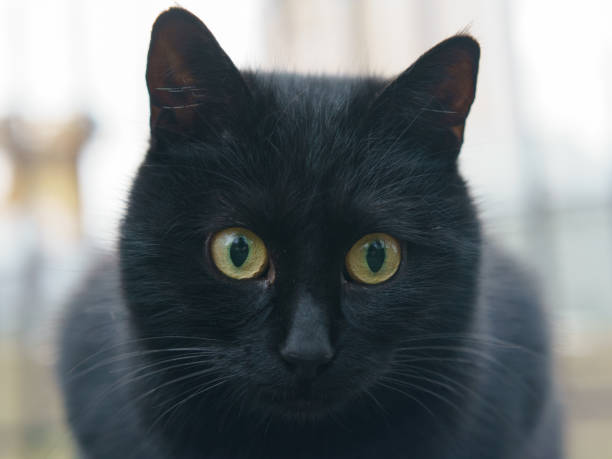 istock Stray cat on the city street 1200163410