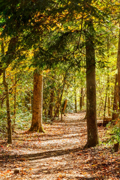 istock Walk in the Country 1200163428