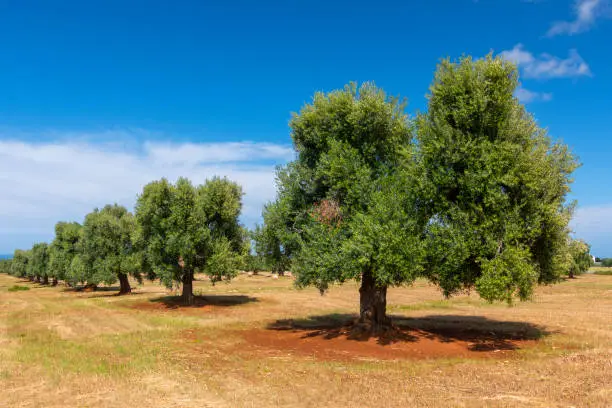 Olive trees in the countryside near the medieval white village of Ostuni, province of Brindisi, Apulia, Italy.
