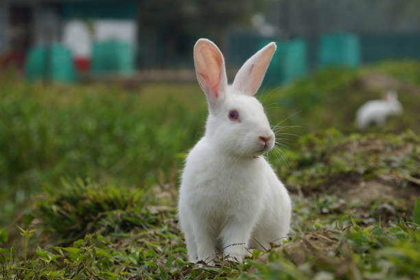 White colour rabbit playing in the field in Assam , INDIA