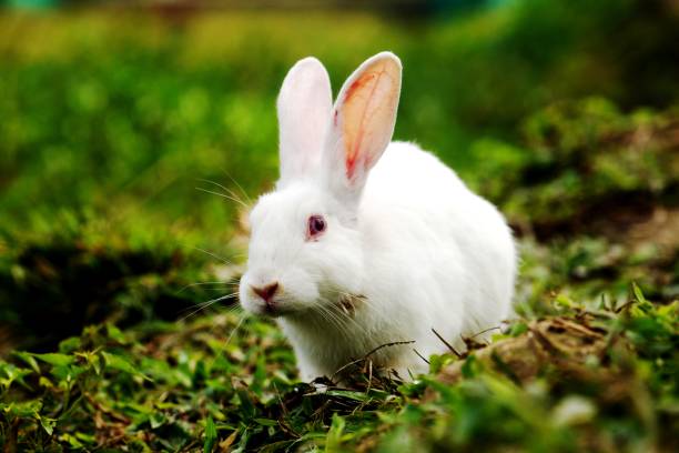 istock White colour rabbit playing in the jungle 1200165955