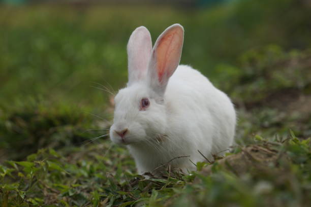 White colour rabbit playing in the field in Assam , INDIA