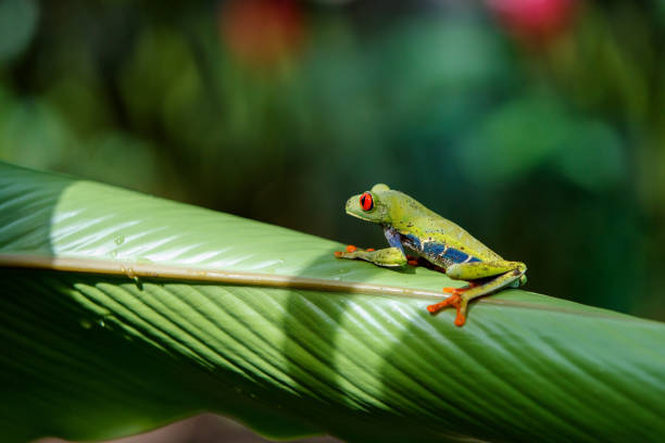 istock Red eyed tree frog in Tortuguero 1200165989