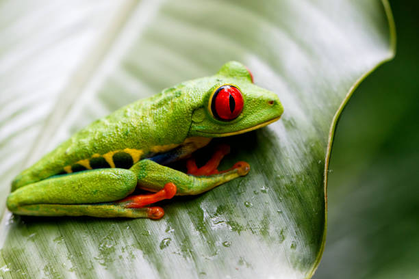 istock Red eyed tree frog in Tortuguero 1200165990