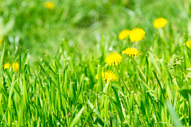 istock Dandelion flowers with yellow blossom on green grass 1200166002