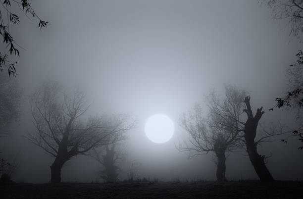 istock Silhouette of the old forest and sun 1200166013