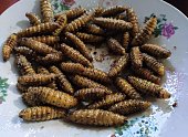 Fried silkworms on a plate