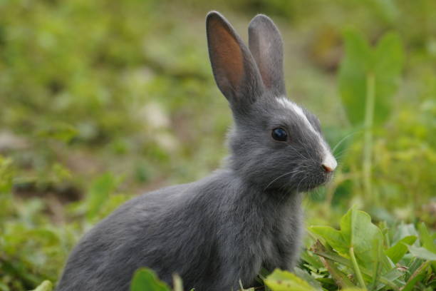 istock Grey colour unique rabbit eating leaves in the field 1200166074