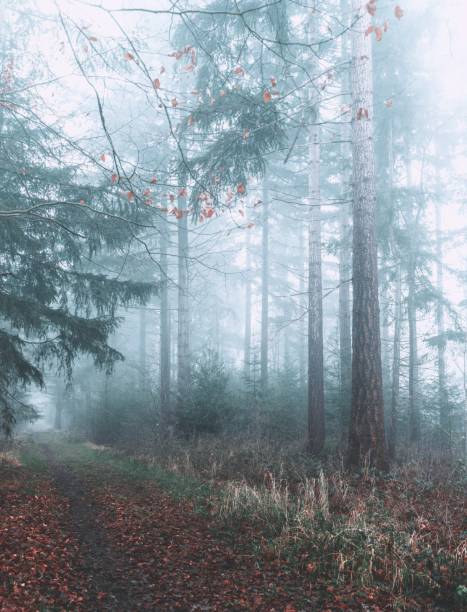 istock Foggy morning in the autumn forest 1200166228
