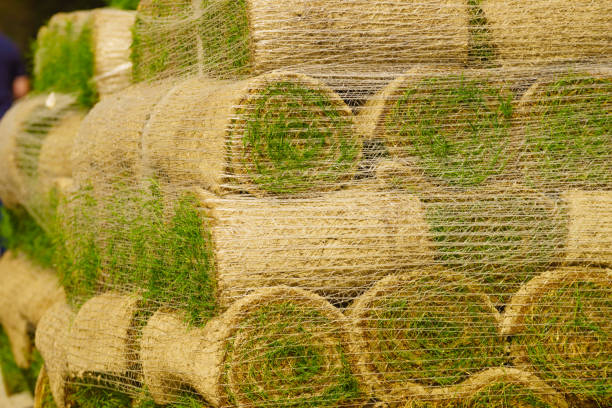 istock Stacks of sod rolls for new lawn 1200169168
