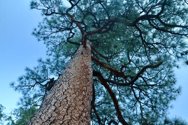 istock Coniferous tree at Bandelier National Park 1200169923