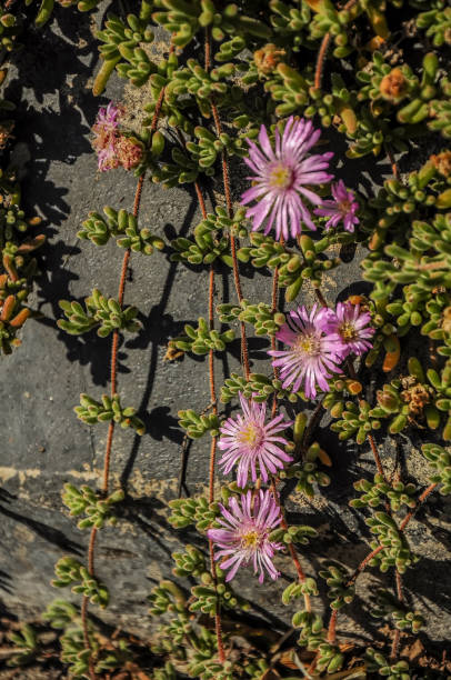 istock Midday flowers in Australia. 1200169997