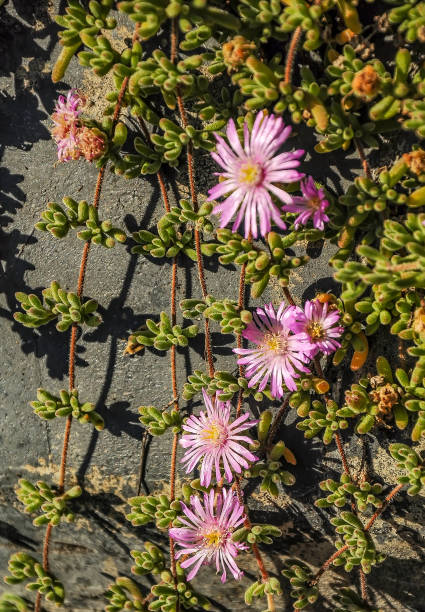 istock Midday flowers in Australia. 1200170006