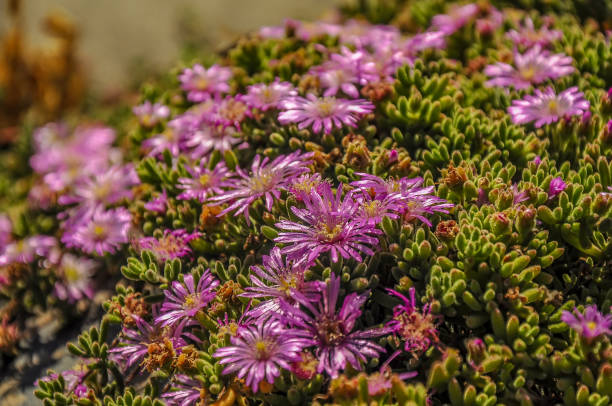istock Midday flowers in Australia. 1200170031