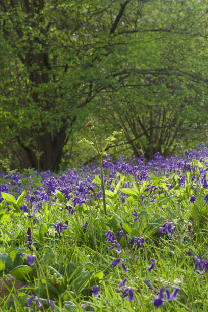 istock Sunlit English forest floor in springtime: bracken and bluebells 1200170840